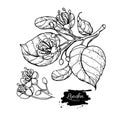 Linden vector drawing set. Isolated lime tree flower and leaves. Herbal engraved style illustration.
