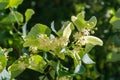 Linden yellow blossom of Tilia cordata tree small-leaved lime, little leaf linden flowers or small-leaved linden bloom Royalty Free Stock Photo