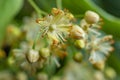 Linden yellow blossom of Tilia cordata tree small-leaved lime, little leaf linden flowers or small-leaved linden bloom Royalty Free Stock Photo