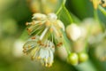 Linden yellow blossom of Tilia cordata tree small-leaved lime, little leaf linden flowers or small-leaved linden bloom Royalty Free Stock Photo