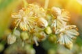 Linden yellow blossom of Tilia cordata tree small-leaved lime, little leaf linden flowers or small-leaved linden bloom Royalty Free Stock Photo