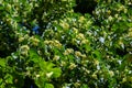 Linden yellow blossom of Tilia cordata tree small-leaved lime, little leaf linden flowers or small-leaved linden bloom, banner Royalty Free Stock Photo