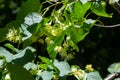 Linden yellow blossom of Tilia cordata tree small-leaved lime, little leaf linden flowers or small-leaved linden bloom, banner Royalty Free Stock Photo