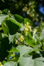 Linden yellow blossom of Tilia cordata tree small-leaved lime, little leaf linden flowers or small-leaved linden bloom, banner Royalty Free Stock Photo