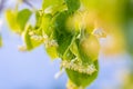 Linden yellow blossom of Tilia cordata tree small-leaved lime, little leaf linden flowers or small-leaved linden bloom , banner Royalty Free Stock Photo