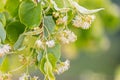 Linden yellow blossom of Tilia cordata tree small-leaved lime, little leaf linden flowers or small-leaved linden bloom , banner Royalty Free Stock Photo
