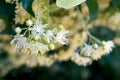 Linden yellow blossom of Tilia cordata tree small-leaved lime, littleleaf linden flowers or small-leaved linden bloom