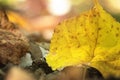 Linden yellow leaf in autumn September forest Royalty Free Stock Photo