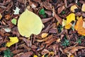 Linden yellow leaf on rotten leaves background Royalty Free Stock Photo