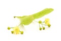 Single lime blossom on white background