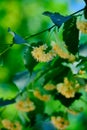 Lindens tree yellow flowers, close-up, vertical