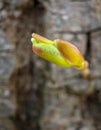 Lindentree sprout on log