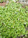 Malaysian false pimpernel grows wild in the yard with beautiful purple flowers