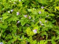 the lindernia crustacean plant or has another name Malaysian false pimpernel