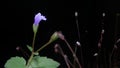 Lindernia procumbens flowers in the forest at night