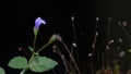 Lindernia procumbens flowers in the forest at night