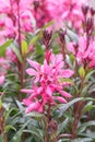 Lindheimerâs beeblossom Gaura lindheimeri sea of pink flowering plants