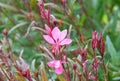 Lindheimerâs bee-blossom Gaura lindheimeri pink flowers