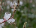 Lindheimerâs beeblossom Gaura lindheimeri white inflorescence