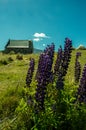 Lindis Lupins