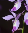 Lindley's Barkeria Orchid