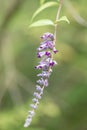 Lindleys butterflybush Buddleja lindleyana, pendant purple flowering raceme