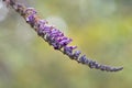 Lindleyâs butterflybush Buddleja lindleyana, purple flowers on a raceme