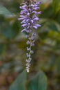 Lindleys butterflybush Buddleja lindleyana, pendant purple flowering raceme