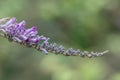 Lindleys butterflybush Buddleja lindleyana, purple flowers