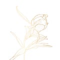 Peony bud golden outline on white background.