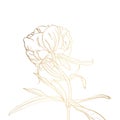 Peony golden outline on white background.