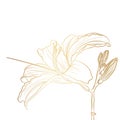 Lilies golden outline on white background.