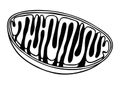 Vector line diagram of Mitochondria. Cross-section view. Doodle style Royalty Free Stock Photo