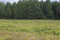 Line of Active Flock of Storks Birds Feeding on Green Meadows At Summer Time Royalty Free Stock Photo