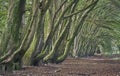 A line of ancient beech trees alonga country lane