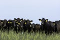 Line of Angus cattle Royalty Free Stock Photo