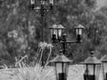 Line of antique lamps in a path and besides the nature