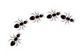 Line of ants isolated on white background. Insect trail. Ant column. Home pest or parasite control concept.