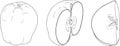 Line apples, perfect for educational or botanical designs, coloring pages. Royalty Free Stock Photo