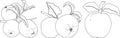 Line apples, perfect for educational or botanical designs, coloring pages. Royalty Free Stock Photo