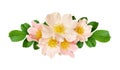 Line arrangement with wild rose flowers and leaves Royalty Free Stock Photo