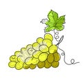 Line art abstract grape bunch isolated on white background.Hand drawn sketched white grap.Vector illustration.