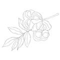 Line Art Ackee. Vector Illustration