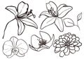 Line art autumn set of dry flowers. Hand painted black lily, orchid, dahlia and aster isolated on white background