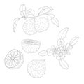 Line Art Bergamot Branch and Blossom. Elements of Fruits and Flowers.