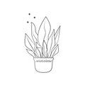 Line art black tropical potted house plant aspidistra isolated on white background