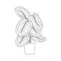 Line art black tropical potted house plant calathea isolated on white background.