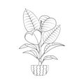Line art black tropical potted house plant ficus isolated on white background.