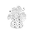 Line art black tropical potted house plant monstera isolated on white background.