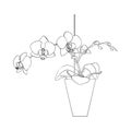 Line art black tropical potted house plant moth orchid isolated on white background